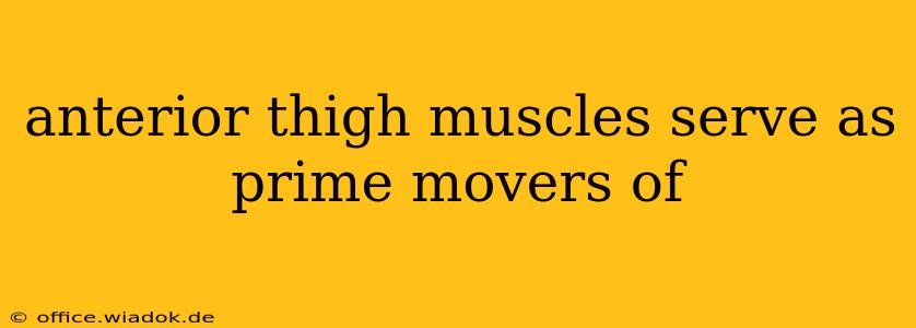 anterior thigh muscles serve as prime movers of